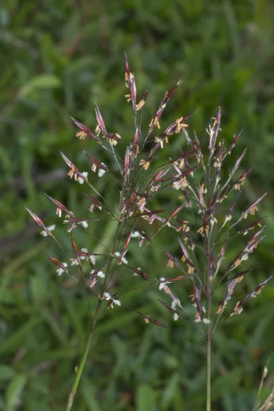 Близкий Выстрел Дикой Хризопогоновой Травы Aciculatus — стоковое фото