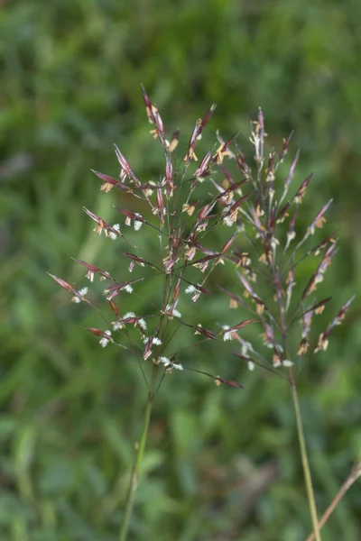 Tiro Perto Chrysopogon Aciculatus Grama Selvagem — Fotografia de Stock