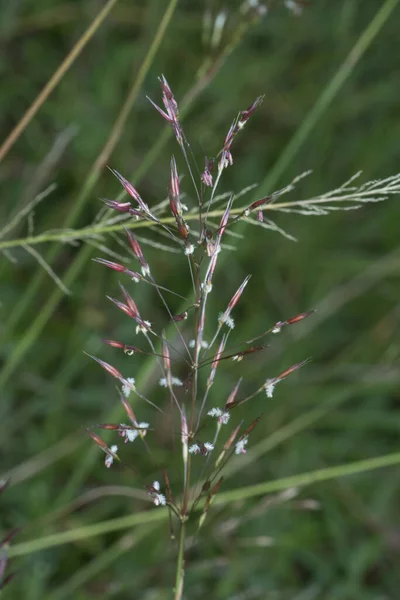 Nahaufnahme Von Wildem Chrysopogon Aciculatus Gras — Stockfoto