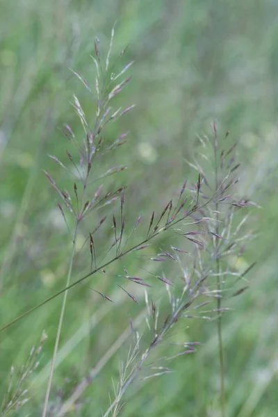 Tiro Cerca Hierba Silvestre Chrysopogon Aciculatus —  Fotos de Stock