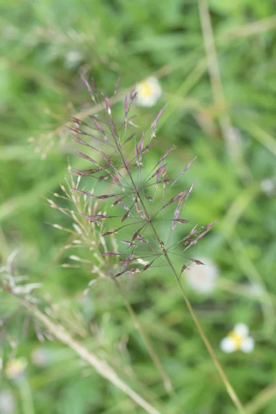 Close Shot Wild Chrysopogon Aciculatus Grass — Stock Photo, Image