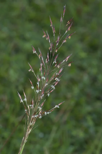 Близкий Выстрел Дикой Хризопогоновой Травы Aciculatus — стоковое фото