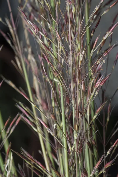 Tiro Cerca Hierba Silvestre Chrysopogon Aciculatus — Foto de Stock