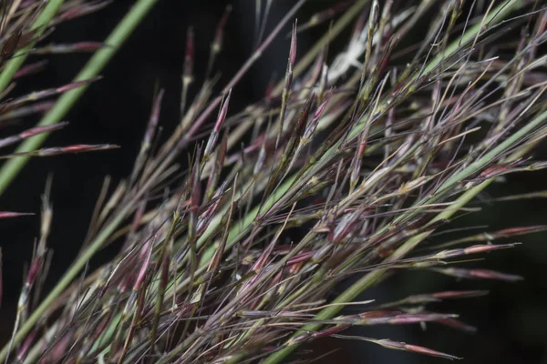 Bliski Strzał Dzikiej Trawy Chryzopogon Aciculatus — Zdjęcie stockowe