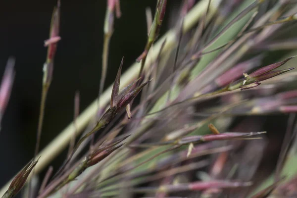 Близкий Выстрел Дикой Хризопогоновой Травы Aciculatus — стоковое фото