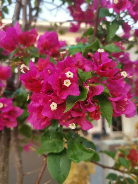 Vibrant Bougainvillea Flower Plant — Stock Photo, Image
