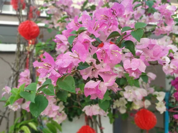 Яркий Бугенвиллийский Цветок — стоковое фото