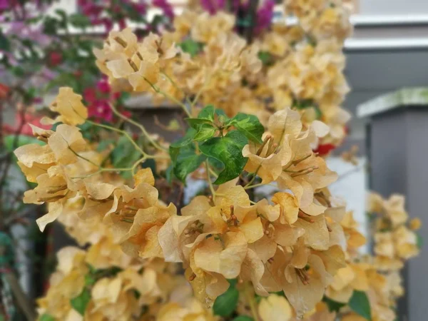 Яркий Бугенвиллийский Цветок — стоковое фото