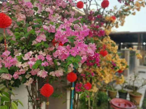 Élénk Bougainvillea Virág Növény — Stock Fotó