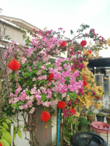 Tętniąca Życiem Bugenwilla Kwiat Roślin — Zdjęcie stockowe