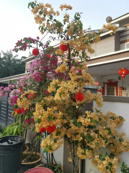 Lebendige Bougainvillea Blume — Stockfoto