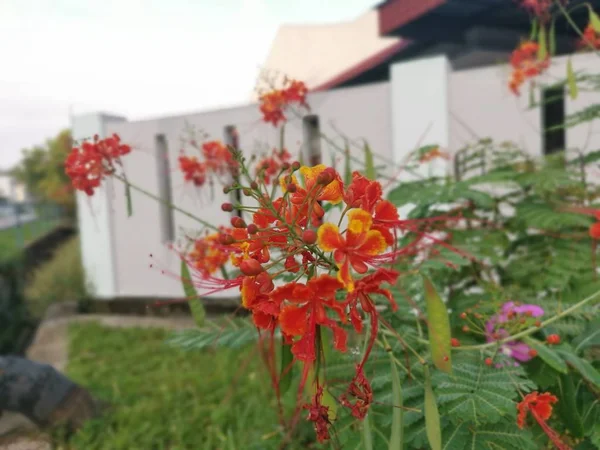 Kaesalpinia Pulcherrima Çiçeği Ağacı — Stok fotoğraf