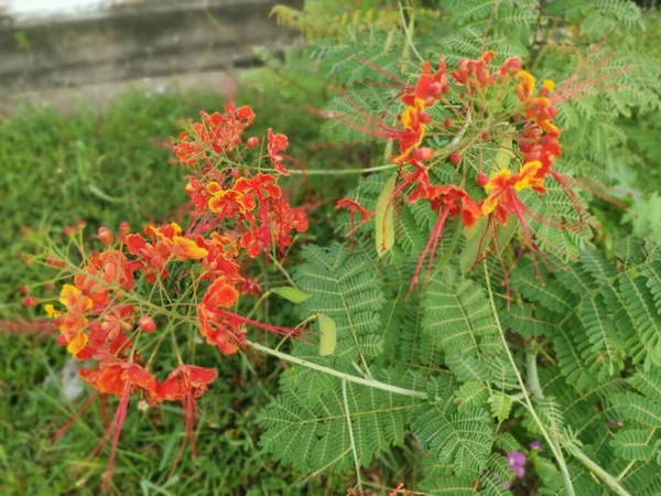 Caesalpinia Pulcherrima Arbre Fleurs — Photo