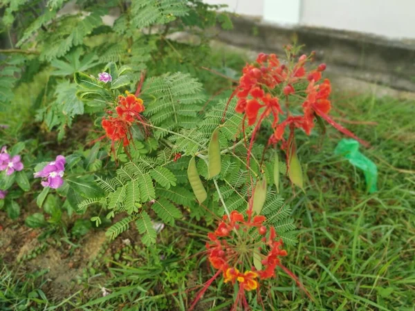 Caesalpinia Pulcherrima Flower Tree — Stockfoto