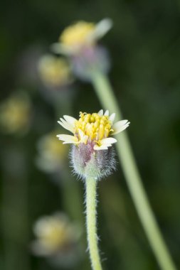 overgrowth park with tridax procumbens weeds 