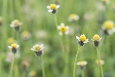 overgrowth park with tridax procumbens weeds 