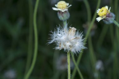 overgrowth park with tridax procumbens weeds 