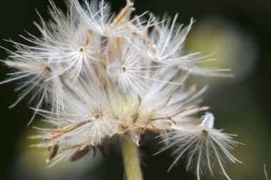 overgrowth park with tridax procumbens weeds 