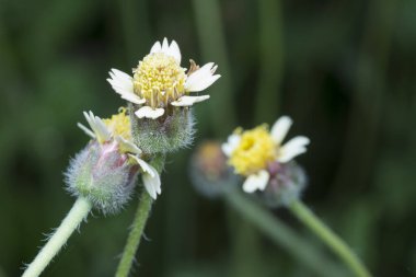 overgrowth park with tridax procumbens weeds 