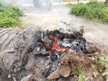 tree trunk burning up in smoke 