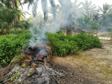 tree trunk burning up in smoke 