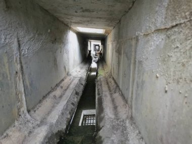 stray cats live underground drainage 