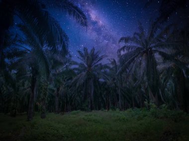 late night sky at palm oil farm