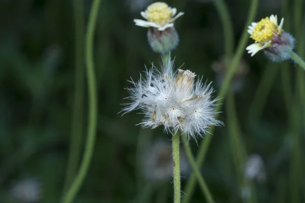 Overgrowth Park Tridax Procumbens Weeds — 图库照片