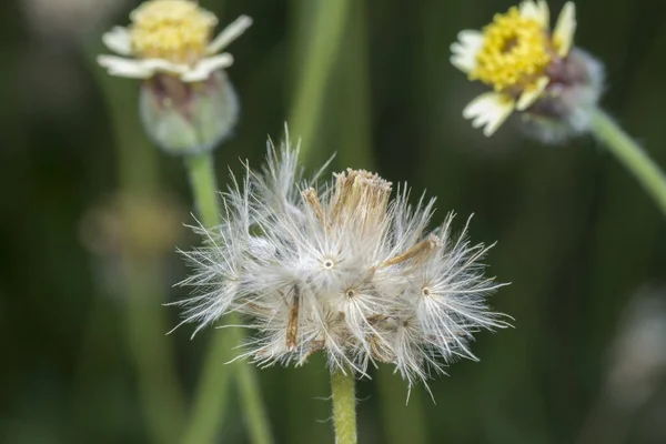 Overgrowth Park Tridax Procumbens Weeds — Stockfoto
