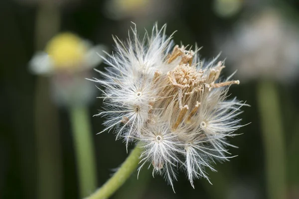 Overgrowth Park Tridax Procumbens Weeds — 图库照片