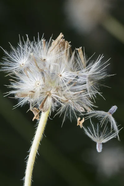 Overgrowth Park Tridax Procumbens Weeds — 图库照片