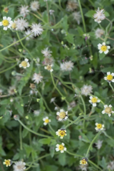 Parc Végétation Avec Tridax Procumbens Mauvaises Herbes — Photo