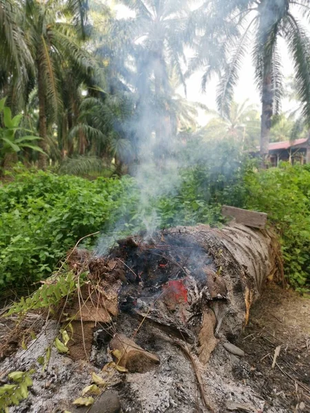 Tree Trunk Burning Smoke — 스톡 사진