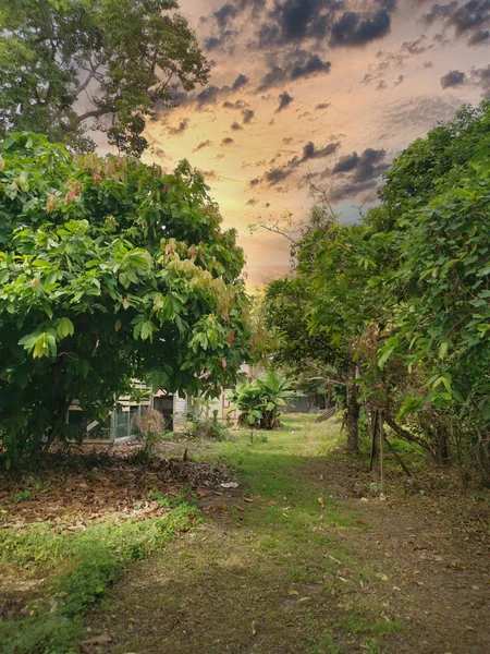 Sentier Herbeux Dans Ferme — Photo