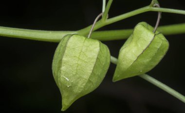 yeşil taze bitki kökü angulat meyvesi 