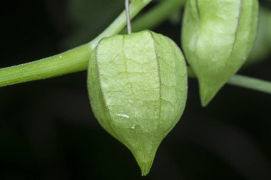 yeşil taze bitki kökü angulat meyvesi 