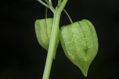 yeşil taze bitki kökü angulat meyvesi 