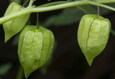 yeşil taze bitki kökü angulat meyvesi 