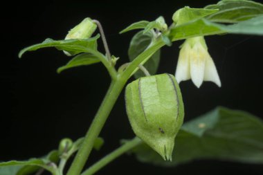 yeşil taze bitki kökü angulat meyvesi 