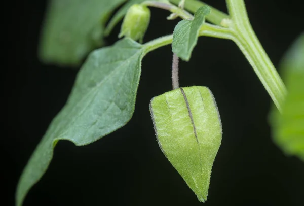 Frutta Fresca Verde Physalis Angolata — Foto Stock