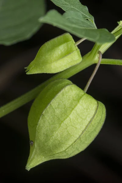 Frutta Fresca Verde Physalis Angolata — Foto Stock