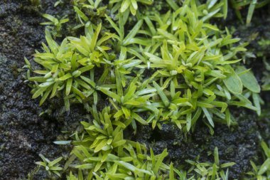 Palmiye ağacının gövdesinde yetişen küçük yeşil liken, mantar veya yosun.