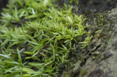 Palmiye ağacının gövdesinde yetişen küçük yeşil liken, mantar veya yosun.