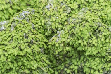 Palmiye ağacının gövdesinde yetişen küçük yeşil liken, mantar veya yosun.