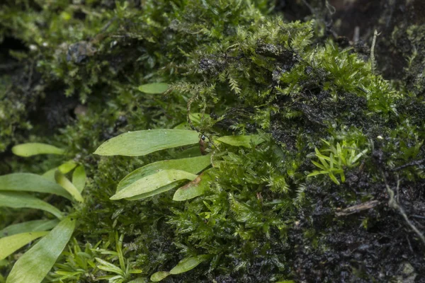 Tiny Green Lichen Fungus Moss Grows Palm Tree Trunk — Stock Photo, Image