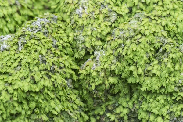 Minuscule Lichen Vert Champignon Mousse Qui Pousse Sur Tronc Palmier — Photo