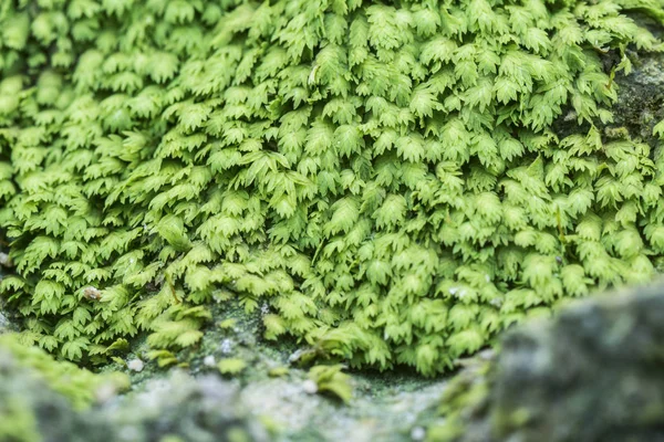Piccolo Lichene Verde Fungo Muschio Che Cresce Sul Tronco Palma — Foto Stock