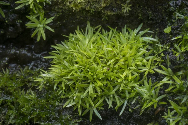Minuscule Lichen Vert Champignon Mousse Qui Pousse Sur Tronc Palmier — Photo
