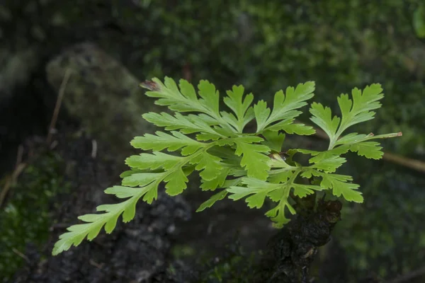 Крошечный Зеленый Лишайник Грибок Мох Растущий Стволе Пальмы — стоковое фото