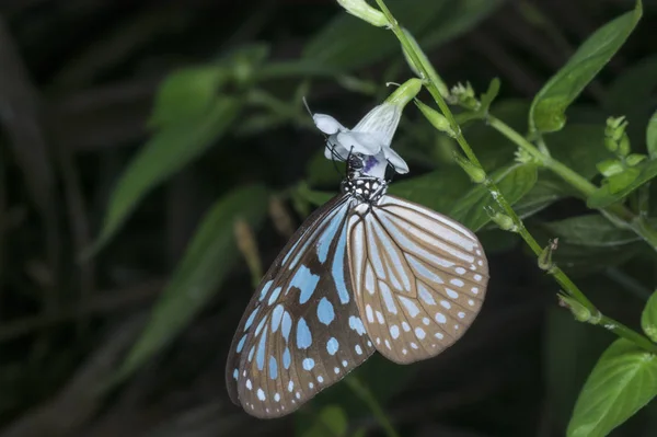 Звичайна Блакитна Дель Євхаристія Метелик Звисає Бур Яні Квітка Лисиці — стокове фото